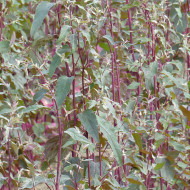 Arroche Copper Plume