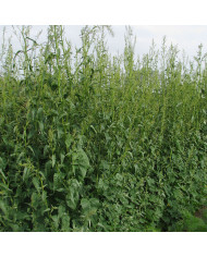 Arroche Copper Plume