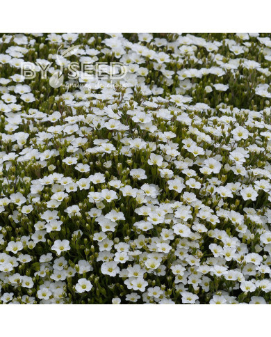 Arenaria montana Snowbank