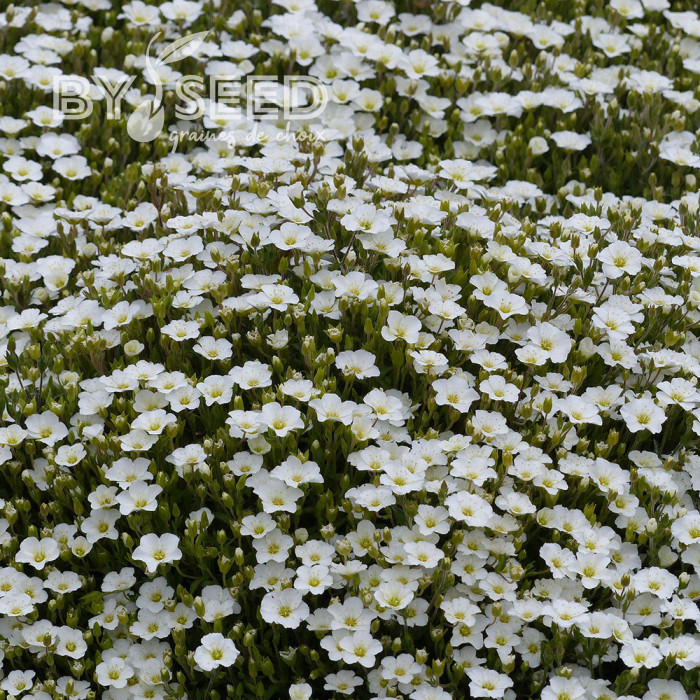 Arenaria montana Snowbank