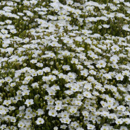 Arenaria montana Snowbank