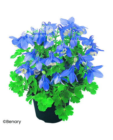 Ancolie naine Cameo F1 Blue and White