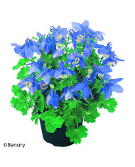 Arenaria montana Snowbank