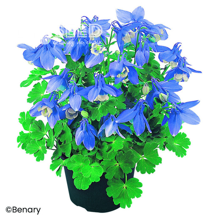 Ancolie naine Cameo F1 Blue and White