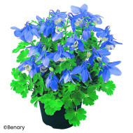 Ancolie naine Cameo F1 Blue and White