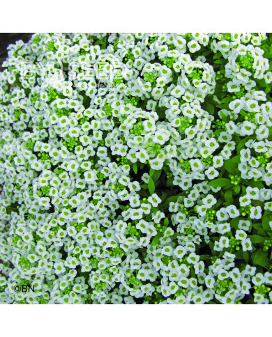 Alysse odorant Giga White