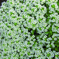 Alysse odorant Giga White