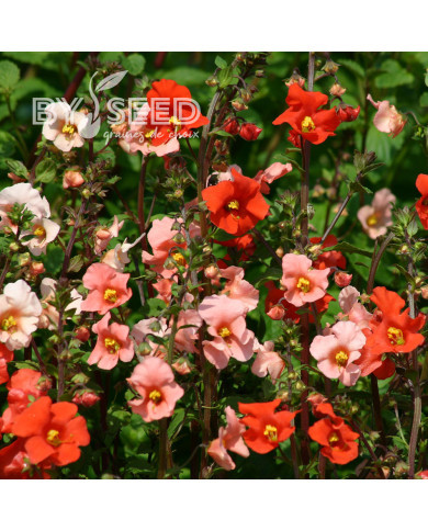 Alonsoa warscewiczii Starlets