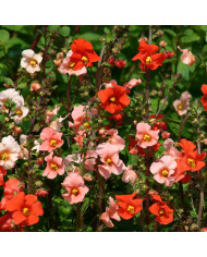 Agératum nain Bavaria