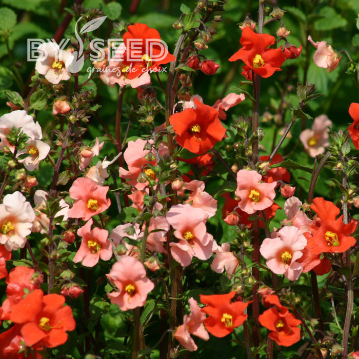 Alonsoa warscewiczii Starlets