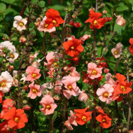 Alonsoa warscewiczii Starlets