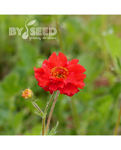 Benoîte (Geum) Mrs Bradshaw