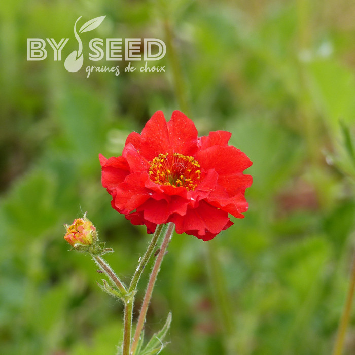 Benoîte (Geum) Mrs Bradshaw