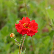 Benoîte (Geum) Mrs Bradshaw