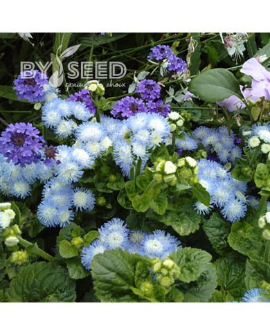 Agératum nain Bavaria