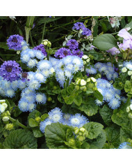 Alonsoa warscewiczii Starlets