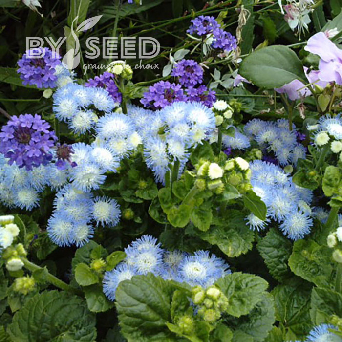 Agératum nain Bavaria