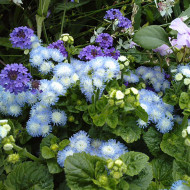 Agératum nain Bavaria