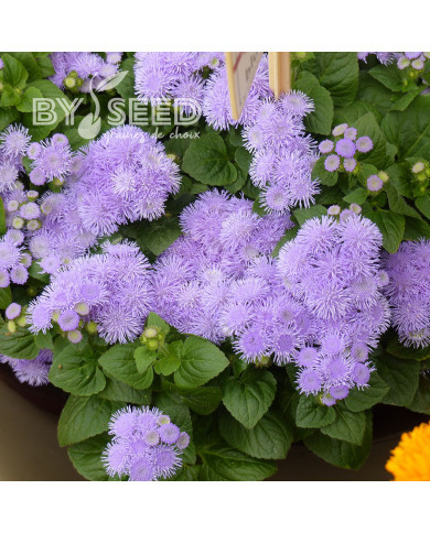 Agératum nain Aloha Blue F1 (graines enrobées)