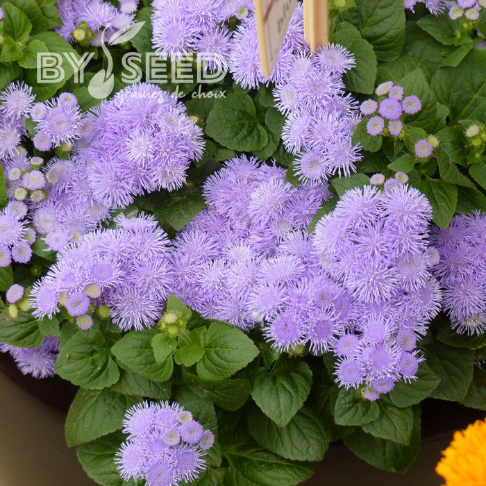 Agératum nain Aloha Blue F1 (graines enrobées)