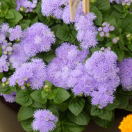 Agératum nain Aloha Blue F1 (graines enrobées)