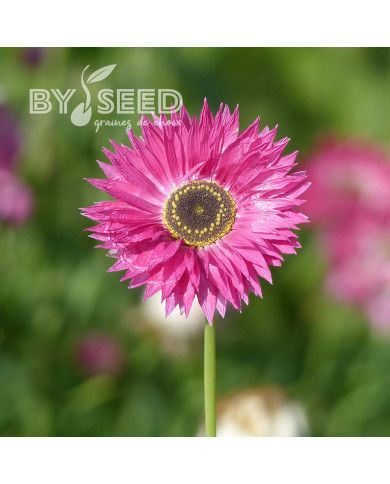 Acroclinium (Helipterum) Pierrot Red