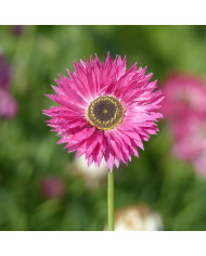Agératum nain Aloha Blue F1 (graines enrobées)