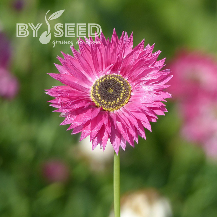 Acroclinium (Helipterum) Pierrot Red