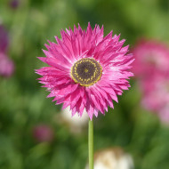 Acroclinium (Helipterum) Pierrot Red