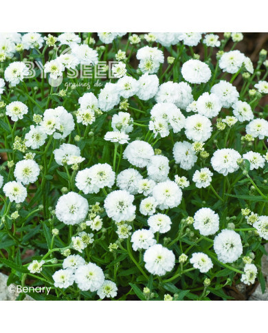 Achillée ptarmica Marshmallow (graines enrobées)