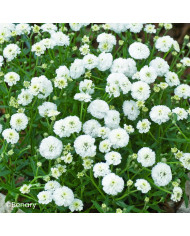 Agératum nain Bavaria