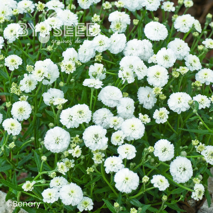 Achillée ptarmica Marshmallow (graines enrobées)