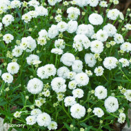 Achillée ptarmica Marshmallow (graines enrobées)
