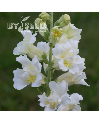 Muflier F1 double Madame Butterfly Ivory