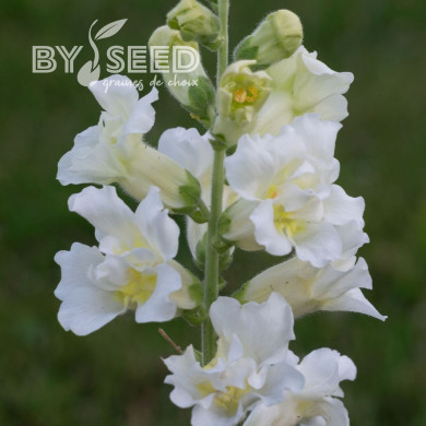 Muflier F1 double Madame Butterfly Ivory