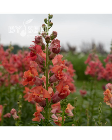 Muflier F1 double Madame Butterfly Bronze