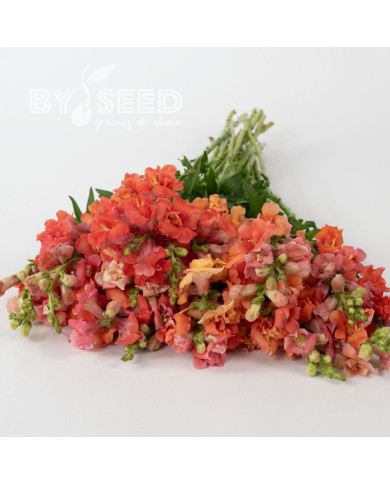 Muflier F1 double Madame Butterfly Bronze