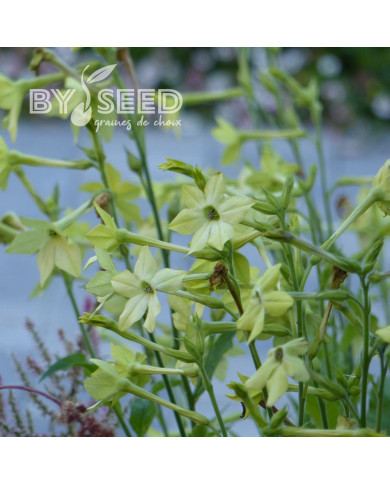 Tabac d'ornement Mojito