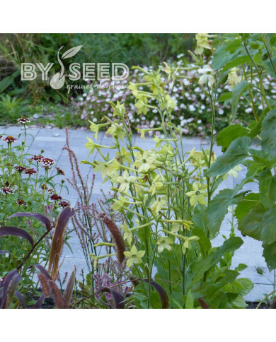 Tabac d'ornement Mojito