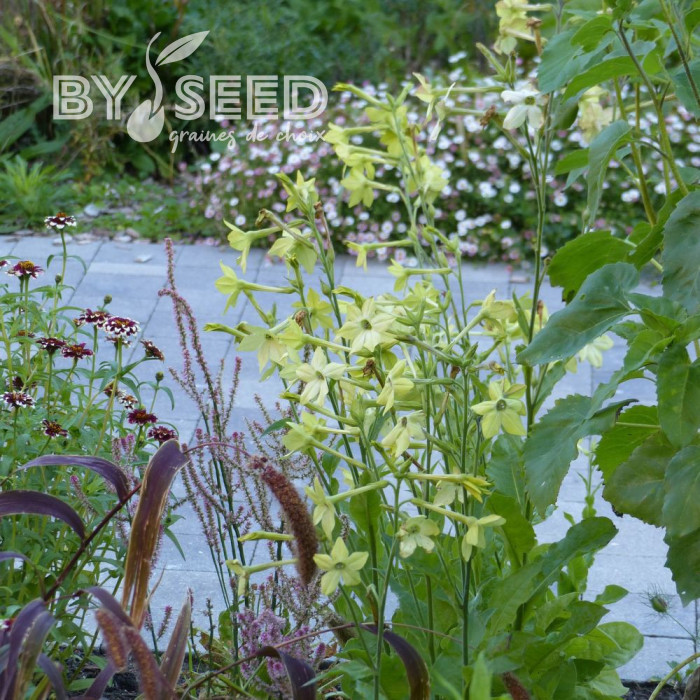 Tabac d'ornement Mojito