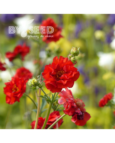 Benoîte (Geum) Mrs Bradshaw