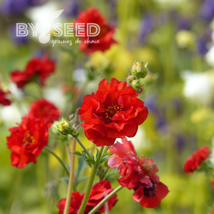 Benoîte (Geum) Mrs Bradshaw