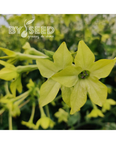 Tabac d'ornement Mojito