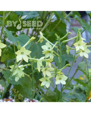 Tabac d'ornement Mojito