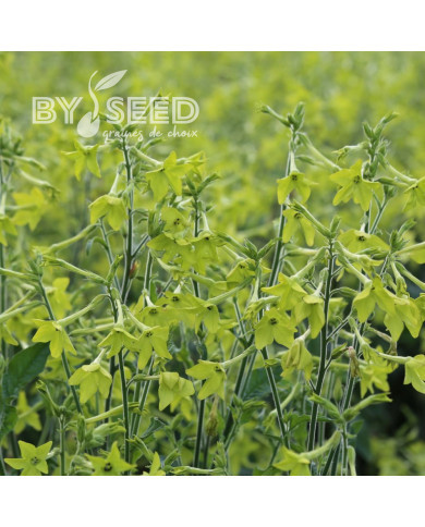 Tabac d'ornement Mojito