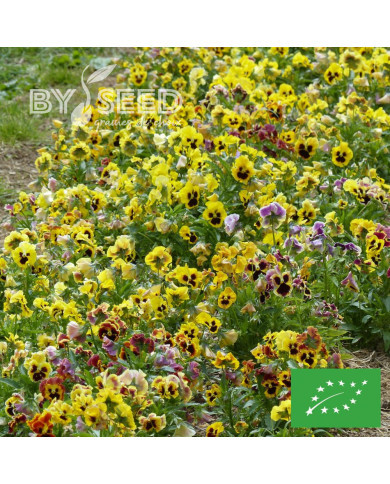 Pensée à fleurs ondulées Frou Frou BIO