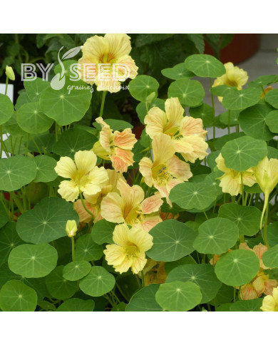 Capucine naine Tip Top Pink Blush