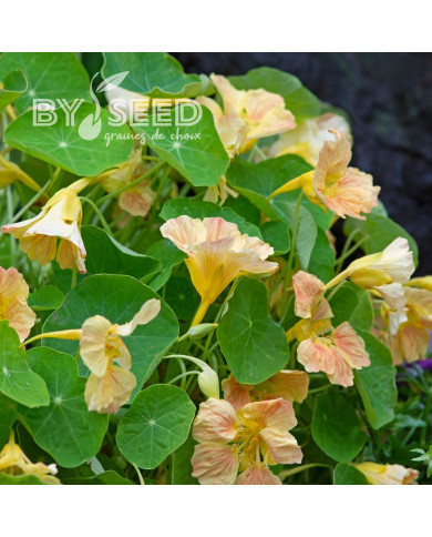 Capucine naine Tip Top Pink Blush