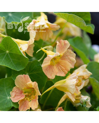 Capucine naine Tip Top Pink Blush