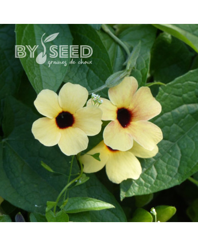 Suzanne-aux-yeux-noirs Spanish Eyes